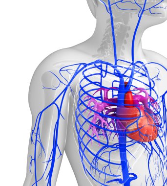 insan kalp anatomisi