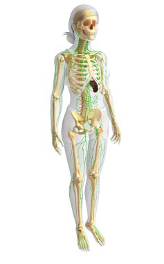 Lenfatik sistem kadın iskelet sanat