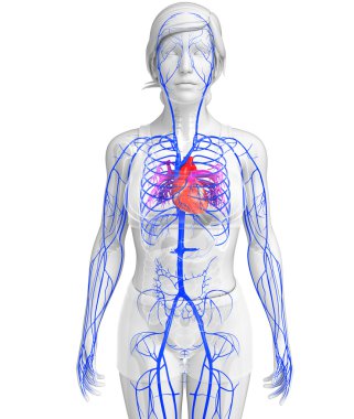 insan kalp anatomisi