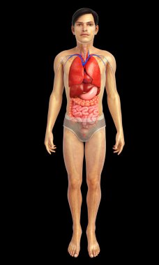 sindirim sistemi sanat