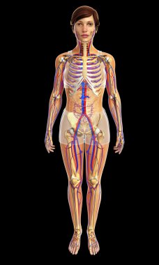 insan kalp anatomisi