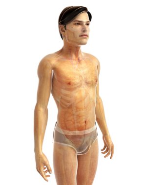 İnsan vücudu anatomisi