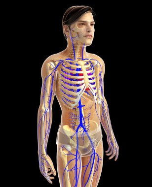 insan kalp anatomisi