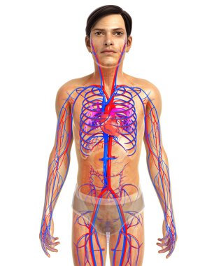 insan kalp anatomisi