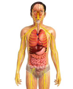 İnsan sindirim sistemi