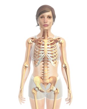 İnsan vücudu anatomisi