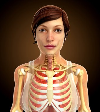 insan solunum sistemi