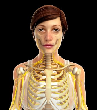 İnsan sinir sistemi sanat