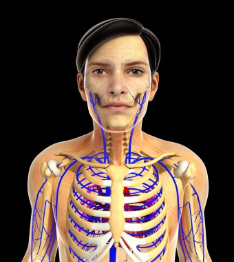 insan kalp anatomisi