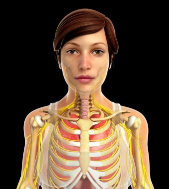 insan solunum sistemi