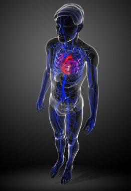 insan kalp anatomisi