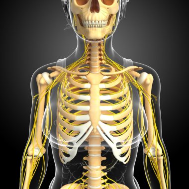 Sinir sistemi kadın göğüs kafesi sanat