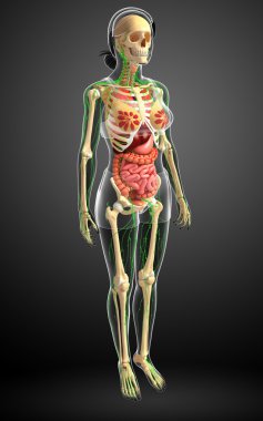 Lenfatik, iskelet ve sindirim sistemi kadın bedeni sanat