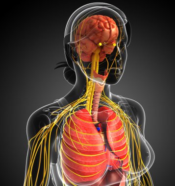 Sinir ve sindirim sistemi sanat kadın bedeni