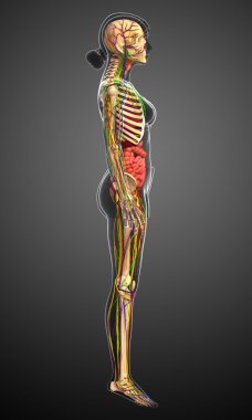 Lenfatik, iskelet, sinir ve dolaşım sistemi kadın Bo