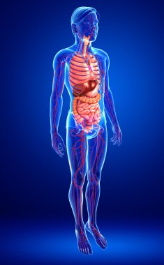 Sindirim ve dolaşım sistemi erkek vücudunun