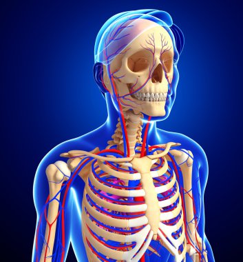 erkek iskelet dolaşım sistemi