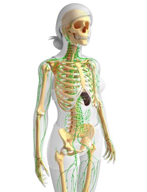 Lenfatik sistem kadın iskelet sanat