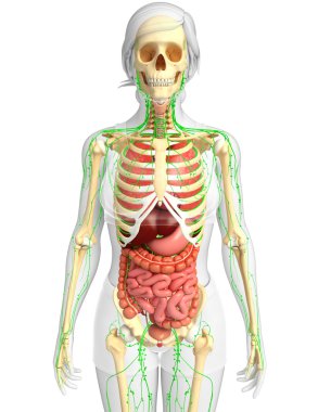 Lenfatik, iskelet ve sindirim sistemi kadın bedeni sanat