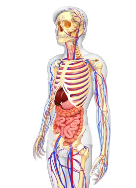 Erkek iskelet, sindirim ve dolaşım sistemi