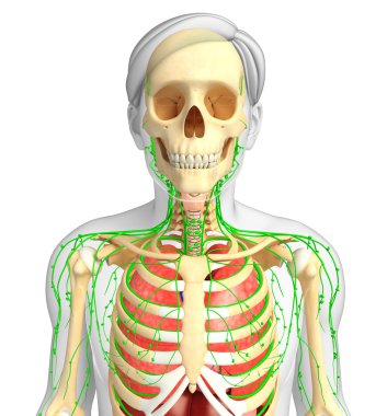 Lenfatik ve solunum sistemi erkek vücut sanat