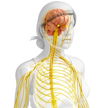 Kadın sinir sistemi sanat
