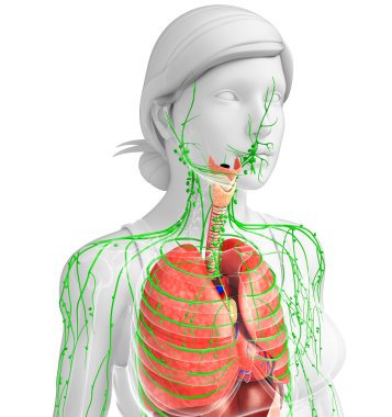 Lenfatik ve sindirim sistemi kadın bedeni sanat
