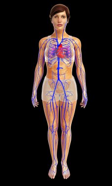 insan kalp anatomisi