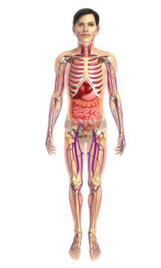 İnsan sindirim sistemi