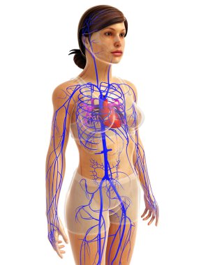 insan kalp anatomisi