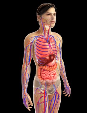 İnsan sindirim sistemi
