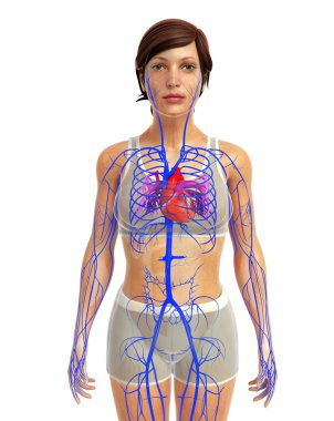 insan kalp anatomisi