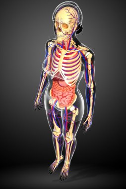 Dişi iskelet, sindirim ve dolaşım sistemi