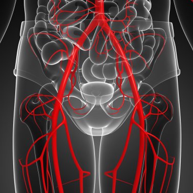 İnsan Arteryel sistemi