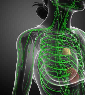 Kadın bedeninin lenfatik sistem