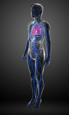 insan kalp anatomisi