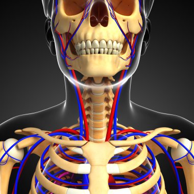 erkek iskelet dolaşım sistemi