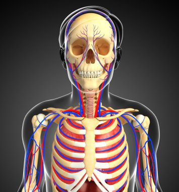 erkek iskelet ve dolaşım sistemi