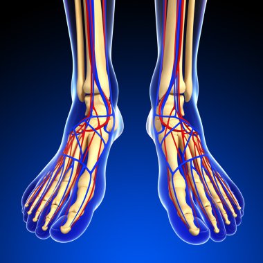 İnsan iskelet dolaşım sistemi