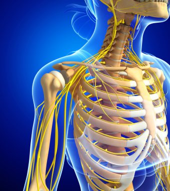 Kadın göğüs kafesi ve sinir sistemi sanat