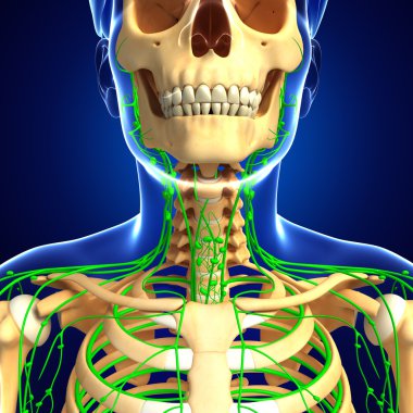 Lenfatik sistem erkek iskelet sanat