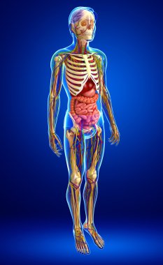 Lenfatik, iskelet, sinir ve erkek anat dolaşım sistemi