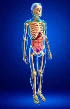 Lenfatik, iskelet ve sindirim sistemi erkek vücut sanat