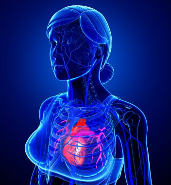 insan kalp anatomisi