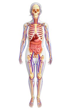 Dişi iskelet, sindirim ve dolaşım sistemi