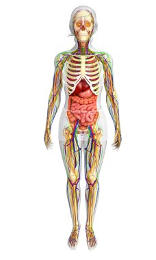 Lenfatik, iskelet, sinir ve dolaşım sistemi kadın Bo
