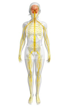 Kadın sinir sistemi sanat