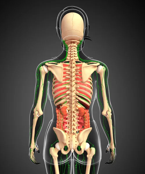 Lenfatik, iskelet ve sindirim sistemi kadın bedeni sanat