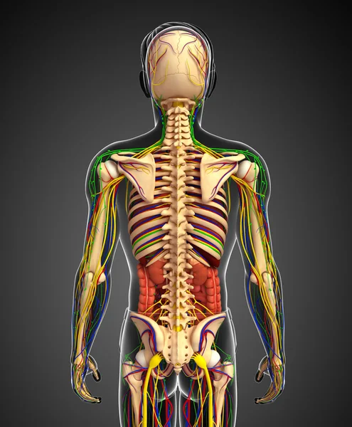Lenfatik, iskelet, sinir ve erkek anat dolaşım sistemi