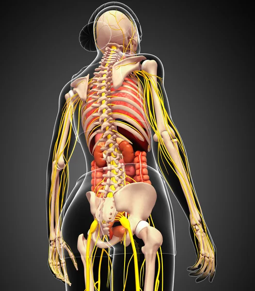 Kadın iskelet sinir ve sindirim sistemi resimler